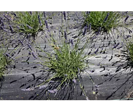 Alle netten & dekzeilen Anti-Worteldoek + Grondpennen - 2m x 25m - 100g/m2 - Rol - Zwart